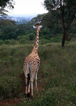 Giraffe 6.jpg